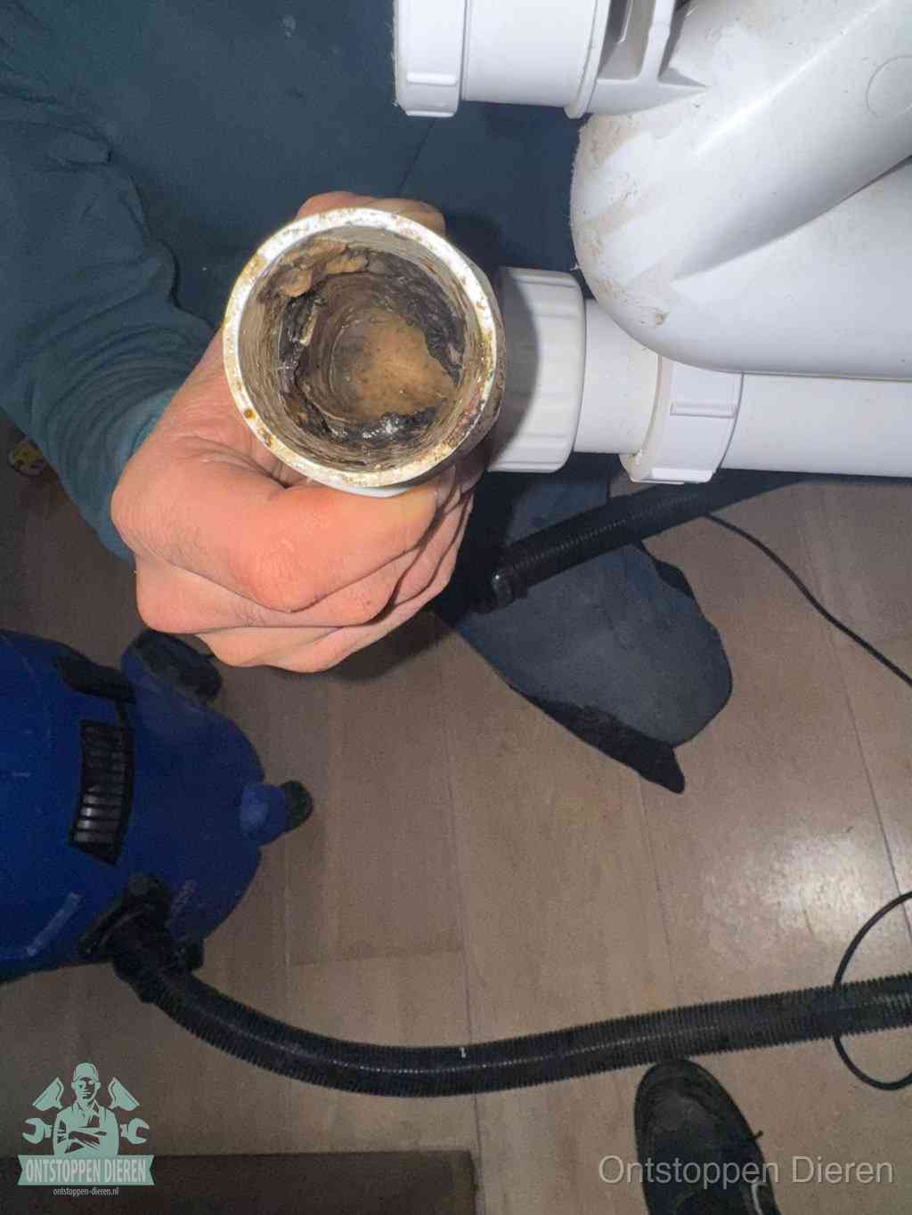 Wasmachine Verstopt Dieren Wasmachine Verstopt Dieren